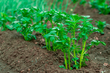 earth day, new plant life