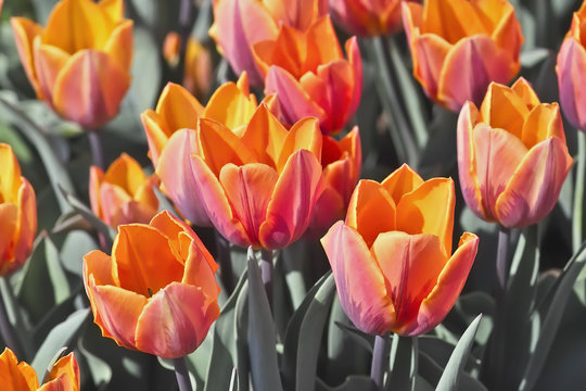 Tulpe Prinsess Irene (Tulipa, Liliaceae), Bl&uuml;ten im Fr&uuml;hling, Fr&uuml;hlingsblumen