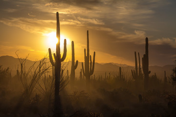 Saguaro Cactus silhouettes against golden sunset skies, Tucson, AZ