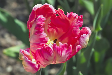 Tulpe Apricot Parrot (Tulipa, Liliaceae), Blüten im Frühling, Frühlingsblumen