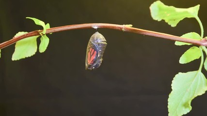 A monarch butterfly undergoes metamorphosis in this time lapse shot.