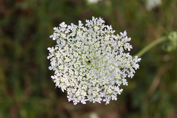 Circle white flower in summer
