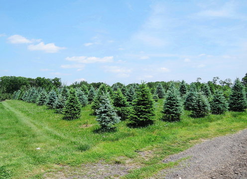 Farm Pine Tree