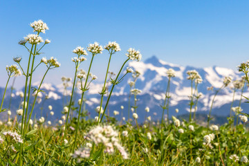 Fototapeta premium White wildflowers of Skyline Divide meadows with Mount Shuksan in the background, Washington State