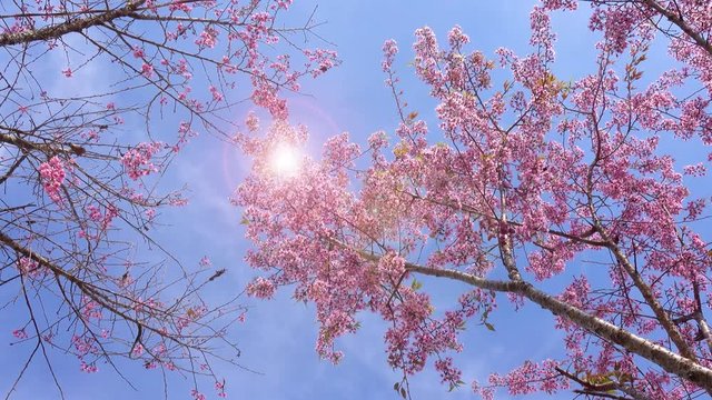 Royalty high quality free stock image of cherry blossom sakura (Prunus Cesacoides, Wild Himalayan Cherry) in spring time. It is symbol flower in DaLat which blooms in the first months welcome spring