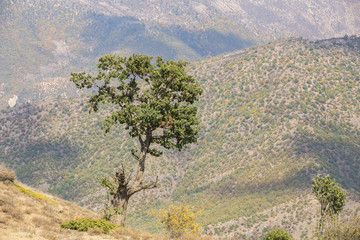 Obraz premium Oak Tree in Roudbarak, Semnan, Iran