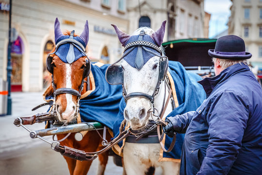 Horses waiting to tourists around the beautiful city of Vienna, horses with vintage cab are famous iconic landmark in Vienna, Austria.