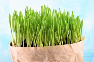 Young fresh green grass in paper bag