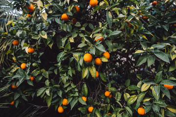 green and beautiful mandarin tree full of vitamins