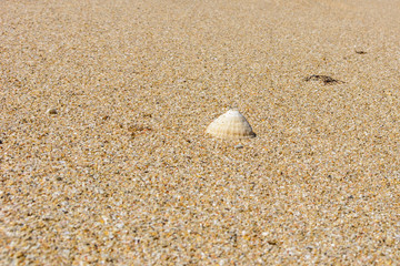 sand and shell