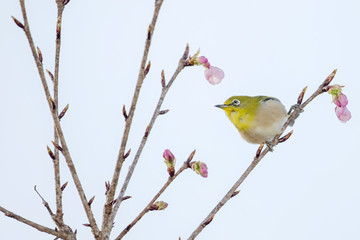 Japanese White Eye and plum flowers