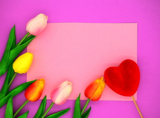 red and pink tulips. flower background