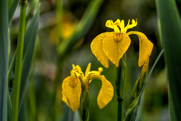 yellow iris in green surrounding