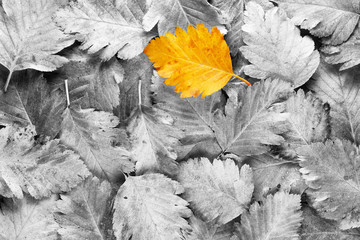 Yellow autumn leaf among black and white leaves