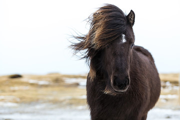 freundliches Islandpferd mit Wind in der Mähne