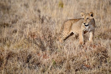 Fototapeta na wymiar Young lion, Kenya