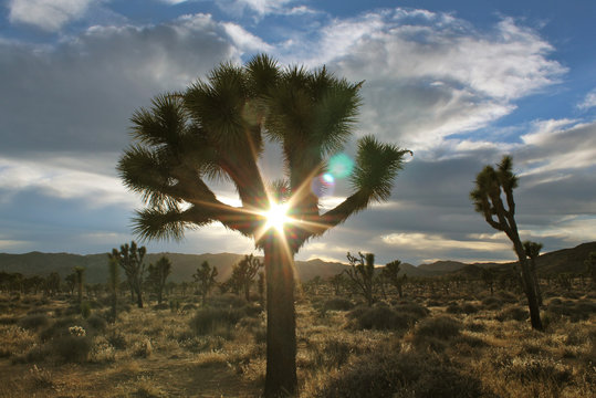 Sun Flare Through Joshua Tree at Joshua Tree National Park, California