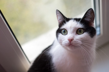 black and white cat on the window