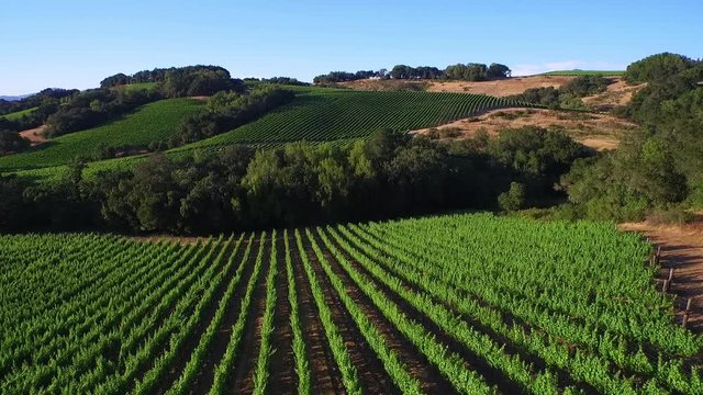 A low aerial over rows of vineyards in Northern California's Sonoma County. 