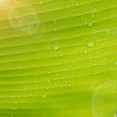 Banana leaf with water drop closeup for background.