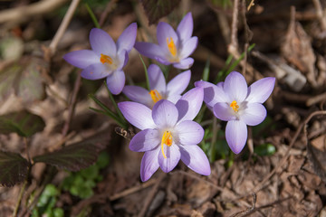 Krokus