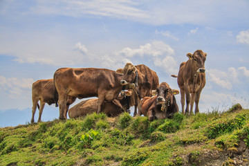 Kühe im Allgäu, Deutschland