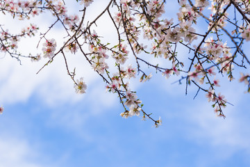 almonds flowers branch sky branches clouds background