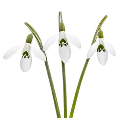 Three flower of snowdrop isolated on white background