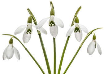 Five flowers of snowdrop isolated on white background