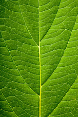 Plakat Green leaf background