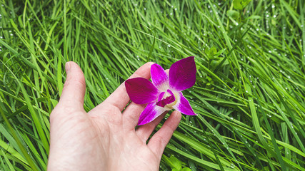 orchidea nella mano femminile sul erba verde primavera © Kateryna Kovarzh