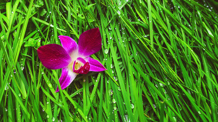 banner orchidea viola sullo sfondo verde erba rugiada © Kateryna Kovarzh