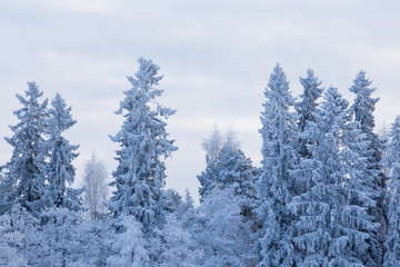 Fototapeta na wymiar Trees covered in frost snow nature winter scene