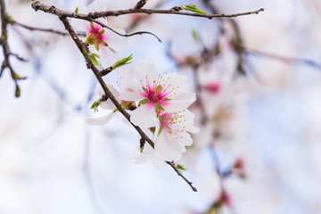 almonds flowers branch sky branches clouds background