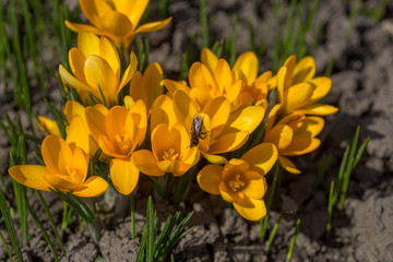 Crocus, crocuses or croci that blooms in the meadow.
