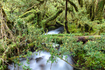 Enchanted Forest, Queulat National Park, Chile