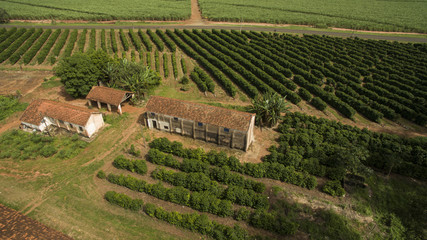 Small farm chickens and coffee in the interior of Brazil 