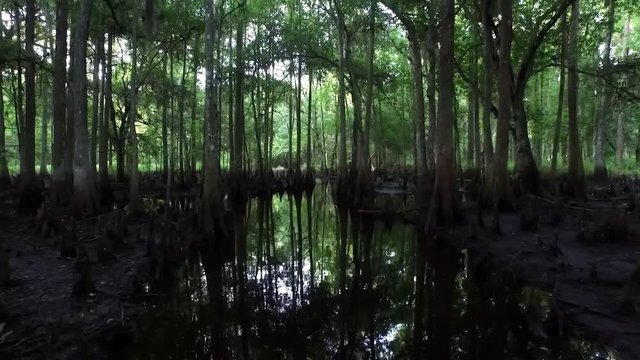 POV shot traveling through a dark cypress swamp.