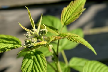 Gardening, cultivation, agriculture and care of vegetables and fruit concept-spring young flower buds of raspberries.