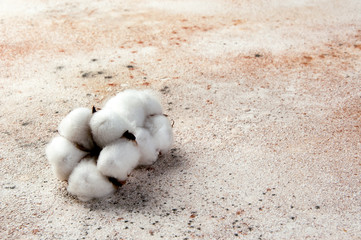 Two flowers of cotton on concrete background