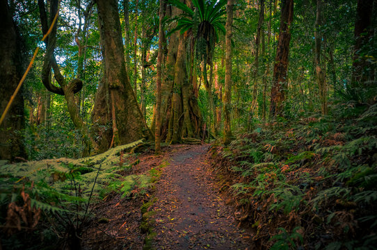 Beautiful rainforest walk at Purling Brook Falls, Springbrook National Park, Queensland, Australia