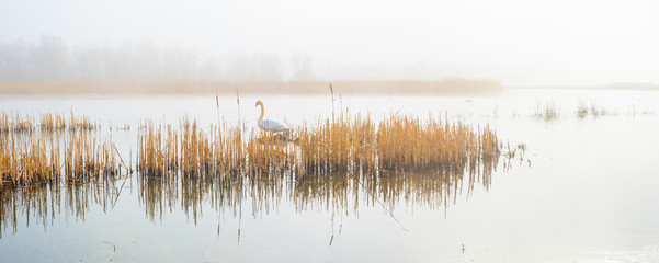 Swan in a foggy lake lake in sunlight in winter - obrazy, fototapety, plakaty