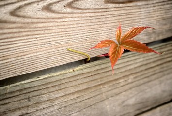 Obraz premium Gardening, cultivation, nature and care of plants concept-young leaf of wild grapes germinating from under wooden planks.