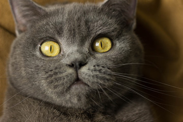 Gray British cat lying on his back © Валерий Цымбалюк