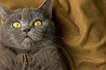 Gray British cat lying on his back © Валерий Цымбалюк