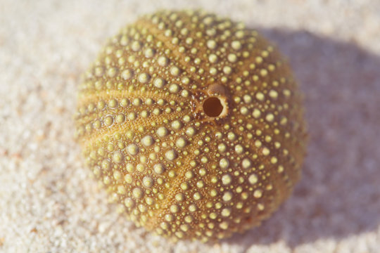 Sea urchin green lies on the sand. Dried shell of the sea urchin without needles located on the background of fine sand, close-up. Selective focus