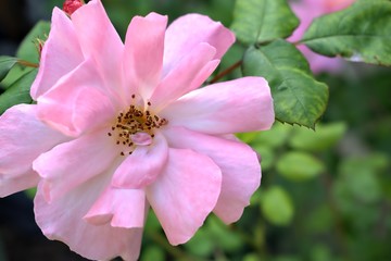 Obraz premium Gardening, cultivation,nature and care of plants concept-beautiful pink and fragrant garden rose.