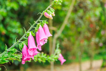 Campanas