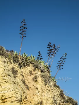 wie viel sauerstoff produziert bogenhanf Bogenhanf - pflegeleichte Zimmerpflanze, Sansevieria trifasciata Laurentii main image 0