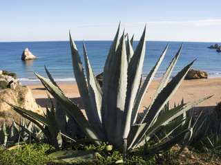 Agave am Strand